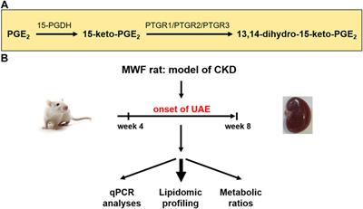 Tissue lipidomic profiling supports a mechanistic role of the prostaglandin E2 pathway for albuminuria development in glomerular hyperfiltration
